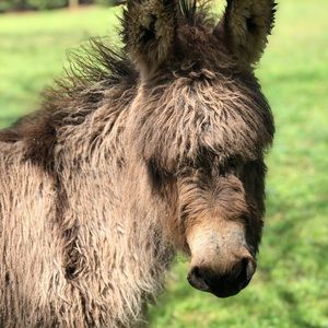 Meet your Posher, Helen